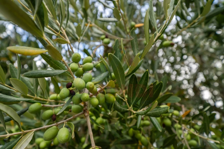Quinta T6 para Venda em Penajoia Foto 14