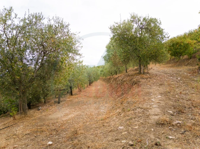 Quinta T6 para Venda em Penajoia Foto 29