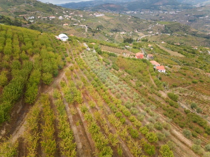 Quinta T6 para Venda em Penajoia Foto 100