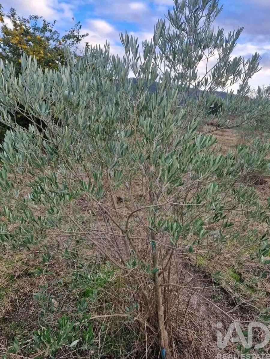 Terreno para Venda em Orjais Foto 5