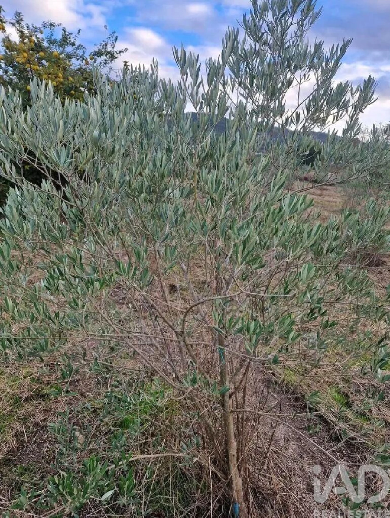 Terreno para Venda em Orjais Foto 5