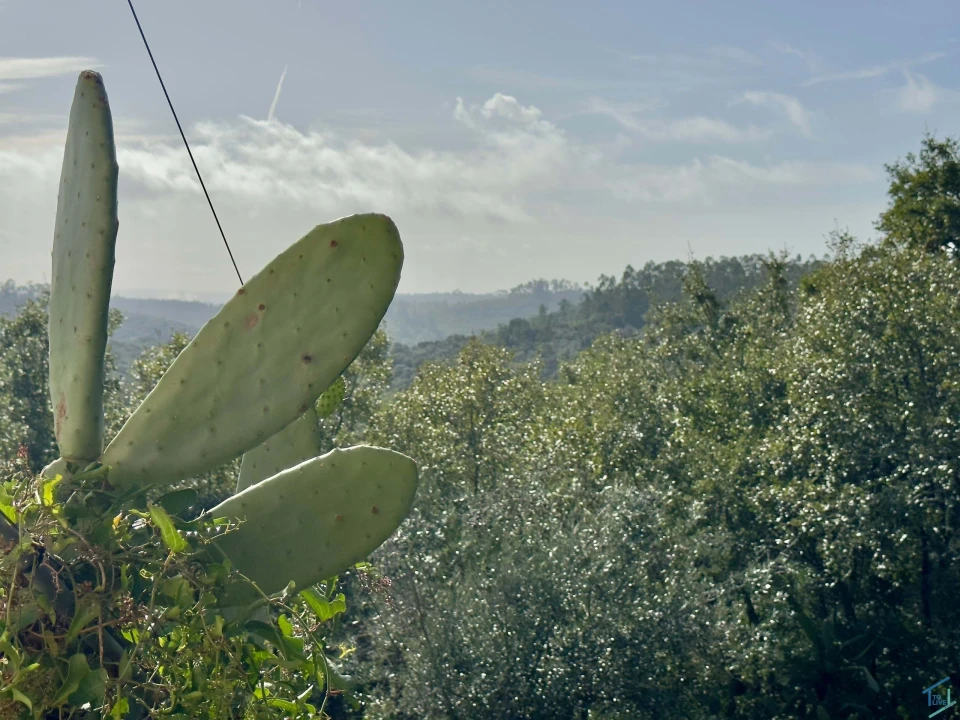 Moradia T3 para Venda em Além da Ribeira e Pedreira Foto 31