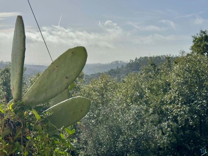 Moradia T3 para Venda em Além da Ribeira e Pedreira Foto 31