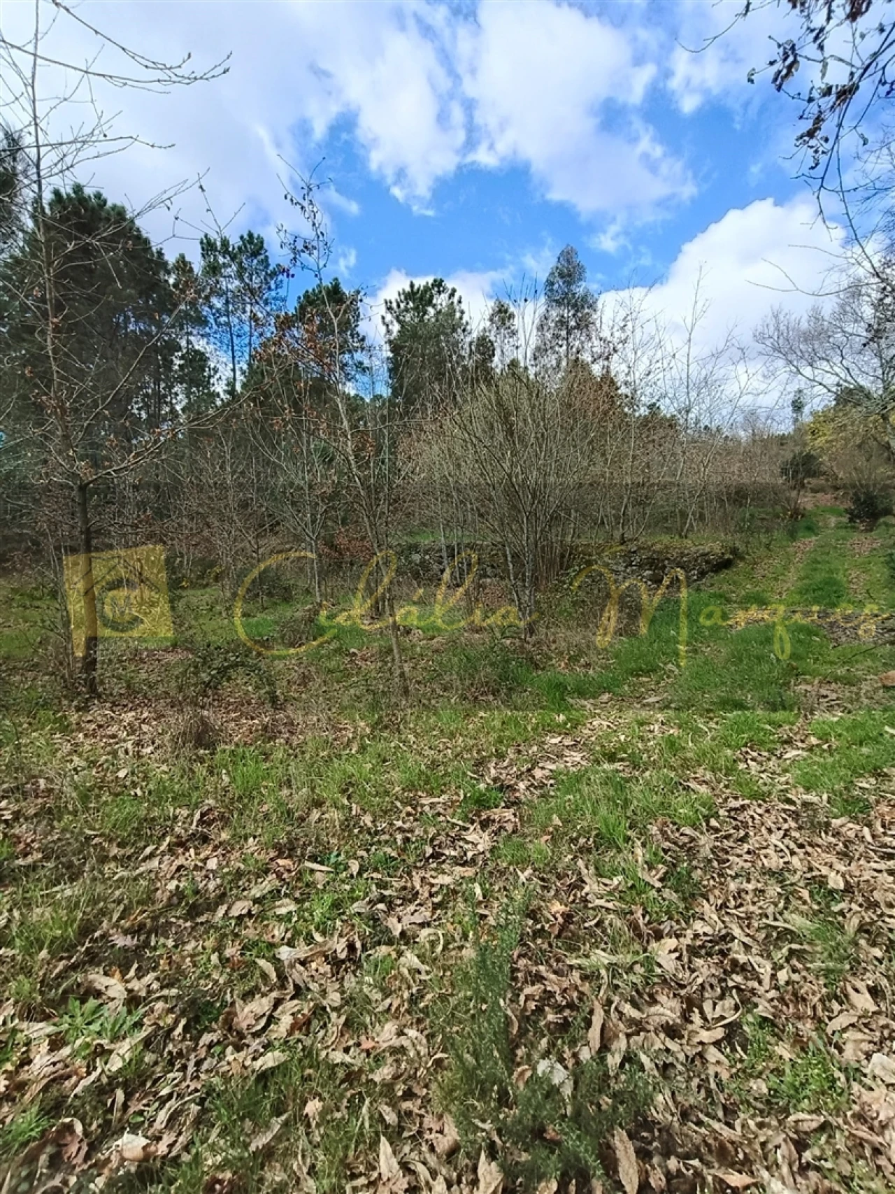 Terreno para Venda em Santos Evos Foto 13