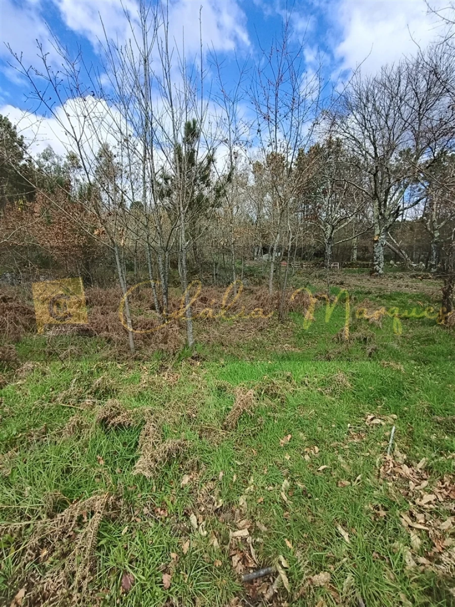 Terreno para Venda em Santos Evos Foto 11