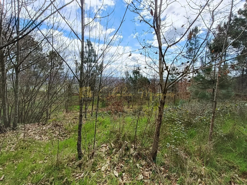 Terreno para Venda em Santos Evos Foto 8