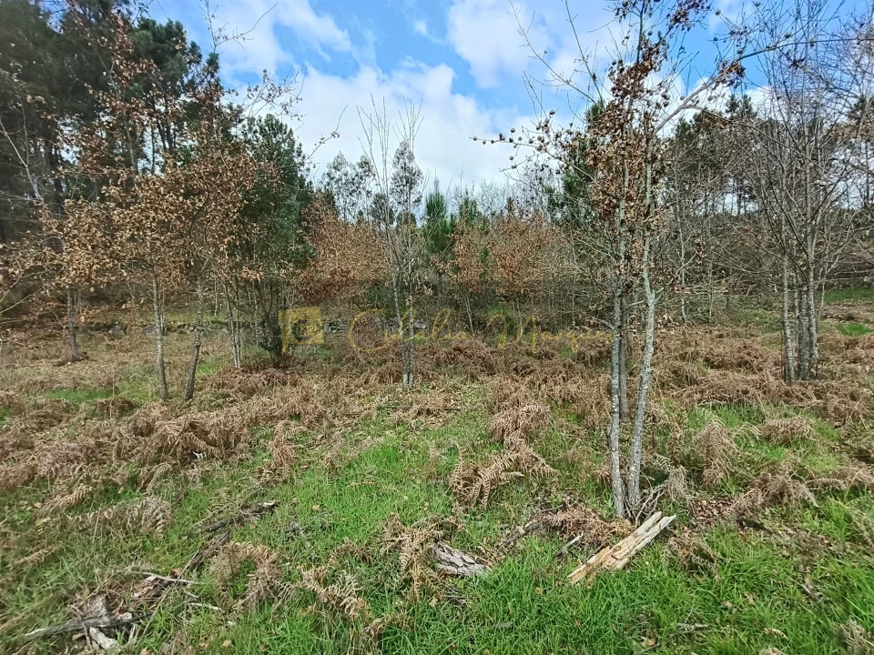 Terreno para Venda em Santos Evos Foto 7