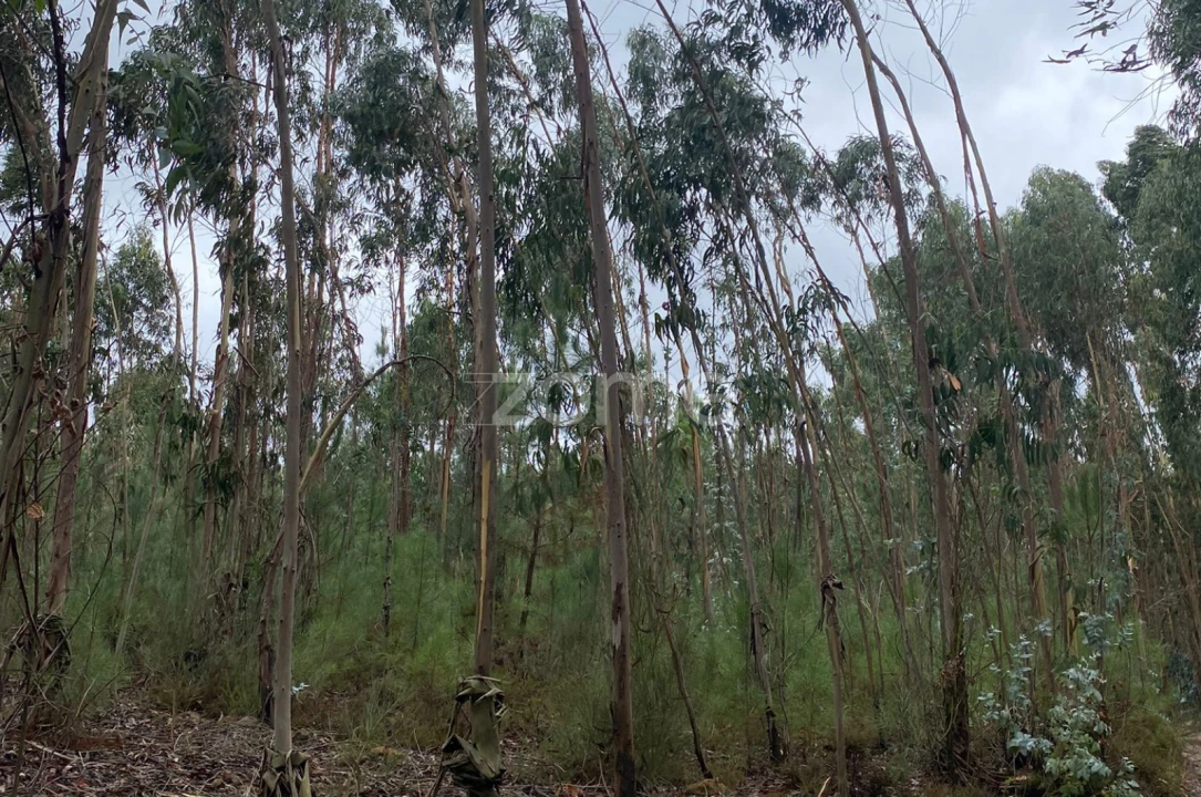 Terreno para Venda em Dois Portos e Runa Foto 4