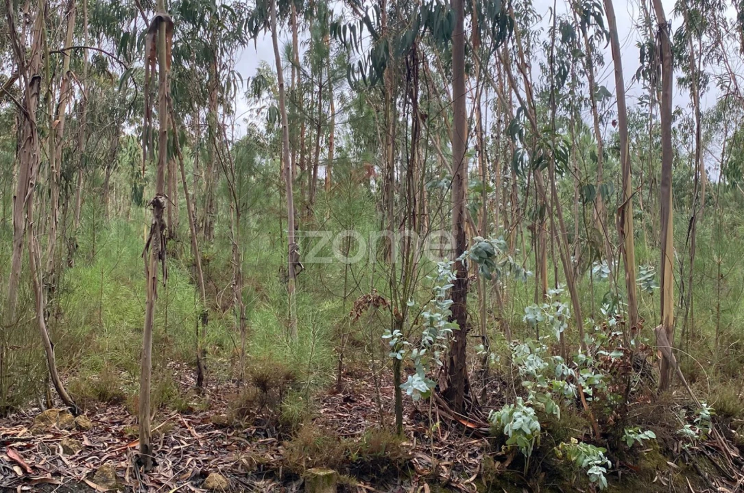 Terreno para Venda em Dois Portos e Runa Foto 6