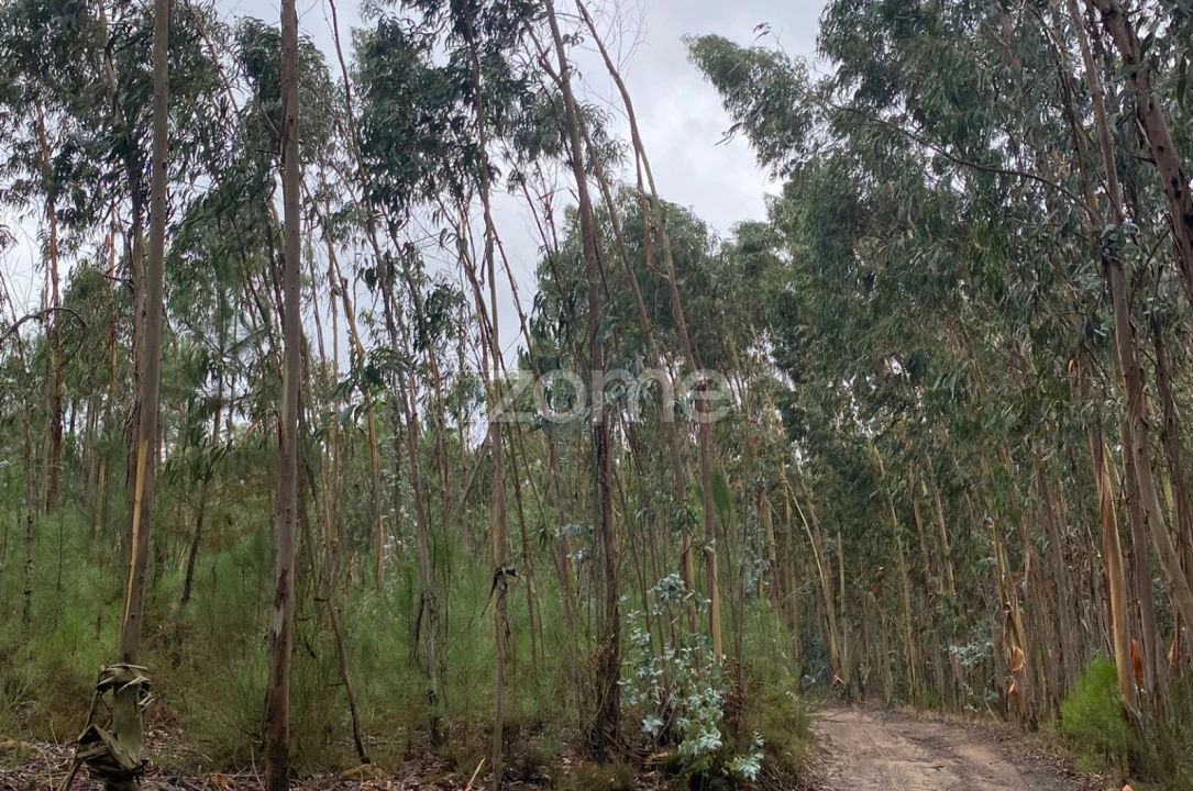 Terreno para Venda em Dois Portos e Runa Foto 8