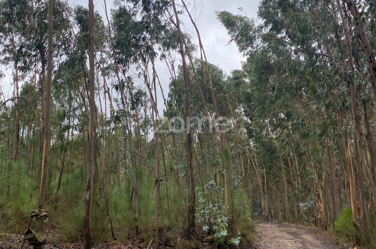 Terreno para Venda em Dois Portos e Runa Foto 7