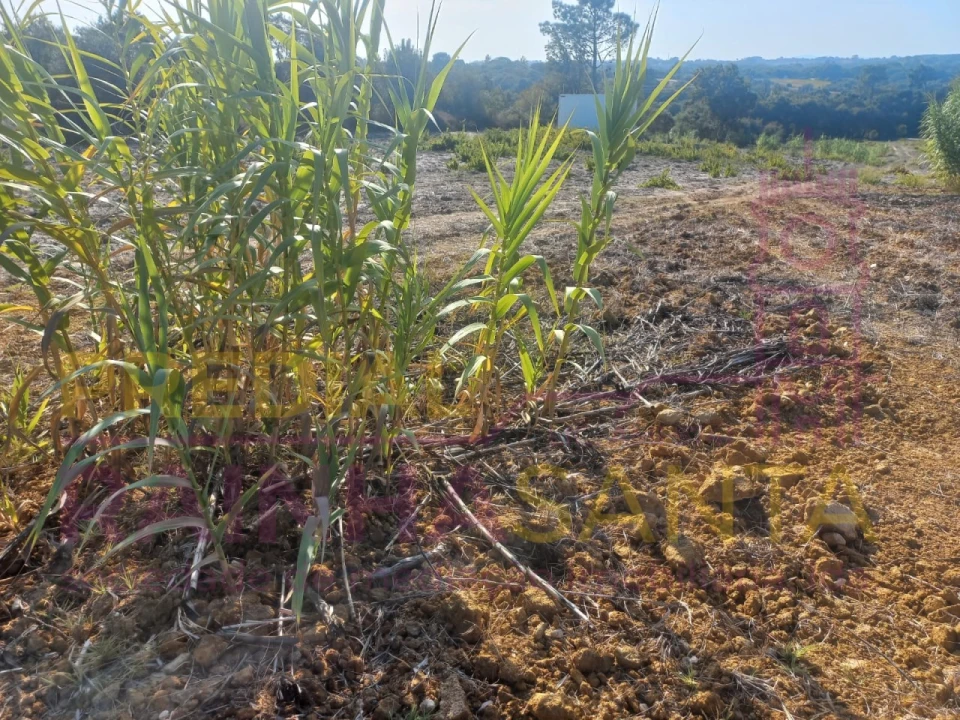 Terreno Agricola ou Rústico para Venda em Vila Chã de Ourique Foto 6