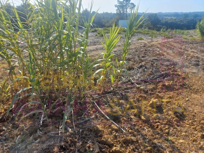 Terreno Agricola ou Rústico para Venda em Vila Chã de Ourique Foto 6