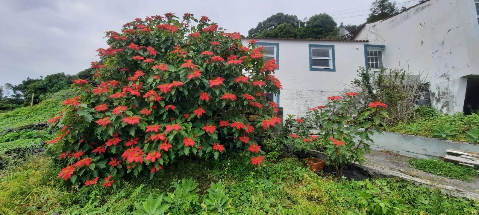 Moradia para Venda em Ribeiras Foto 14