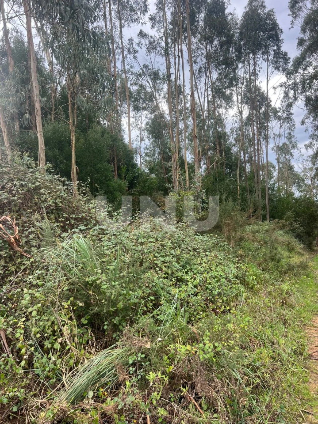 Terreno Agricola ou Rústico para Venda em Ovar, São João, Arada e São Vicente de Pereira Jusã Foto 3