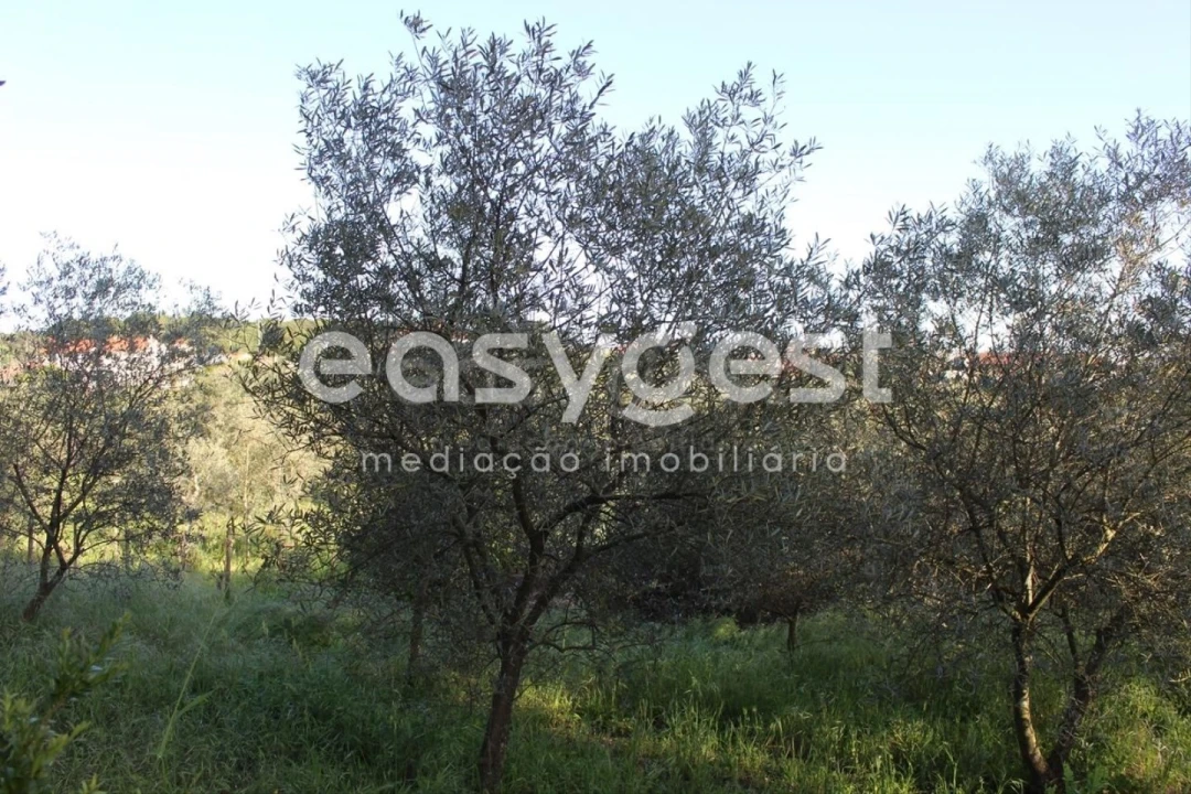 Terreno para Venda em Asseiceira Foto 9