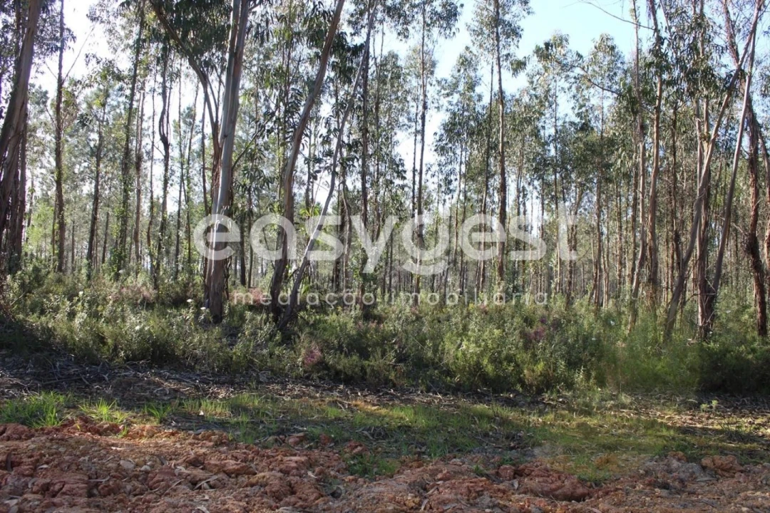 Terreno para Venda em Asseiceira Foto 12