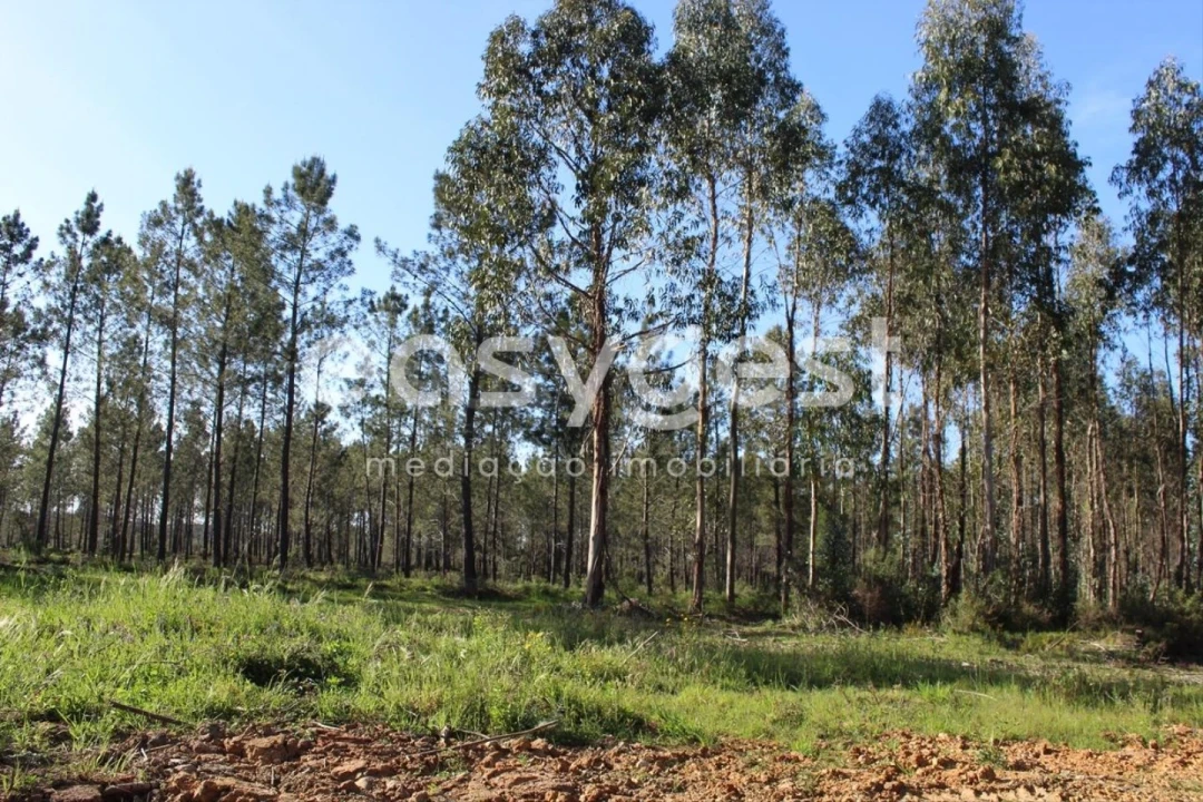 Terreno para Venda em Asseiceira Foto 14