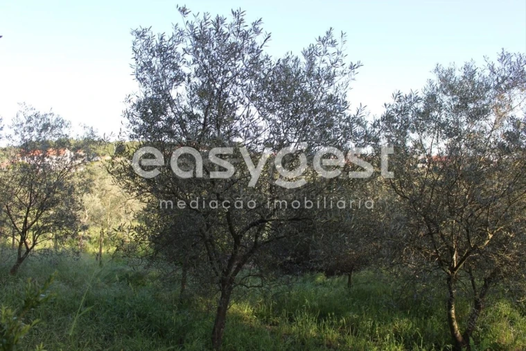 Terreno para Venda em Asseiceira Foto 9