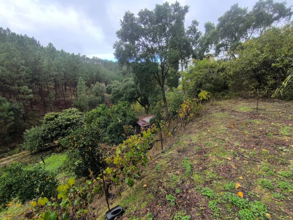 Terreno para Venda em Aldeia do Mato e Souto Foto 6