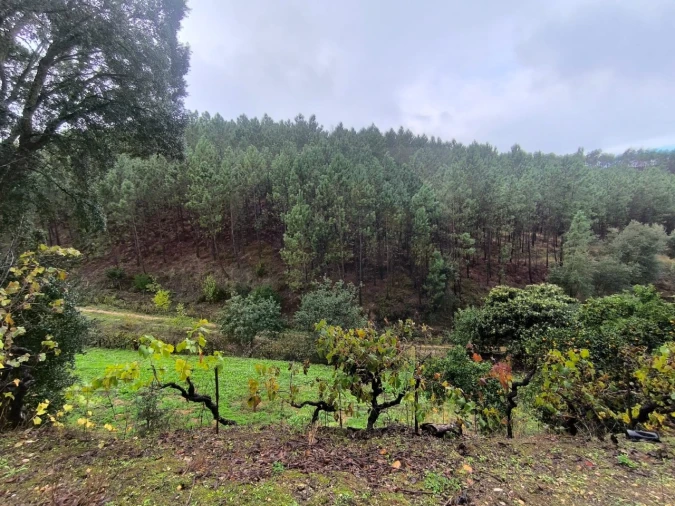 Terreno para Venda em Aldeia do Mato e Souto Foto 1