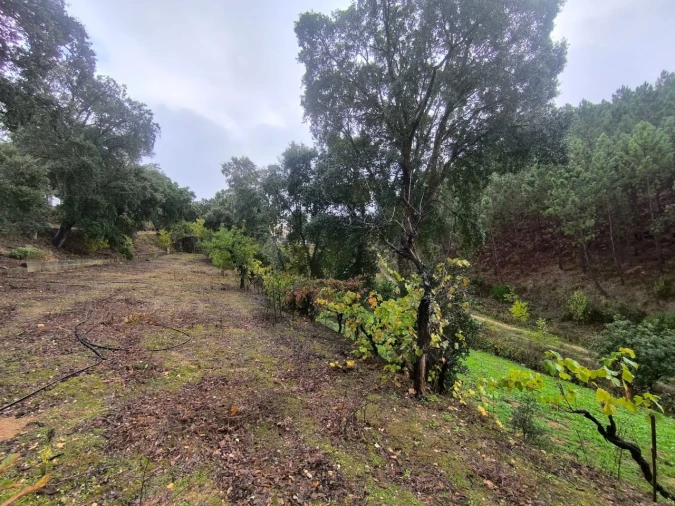 Terreno para Venda em Aldeia do Mato e Souto Foto 5
