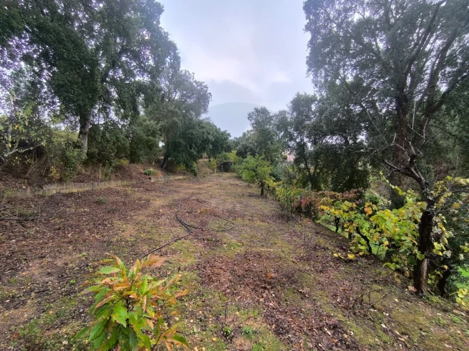 Terreno para Venda em Aldeia do Mato e Souto Foto 7