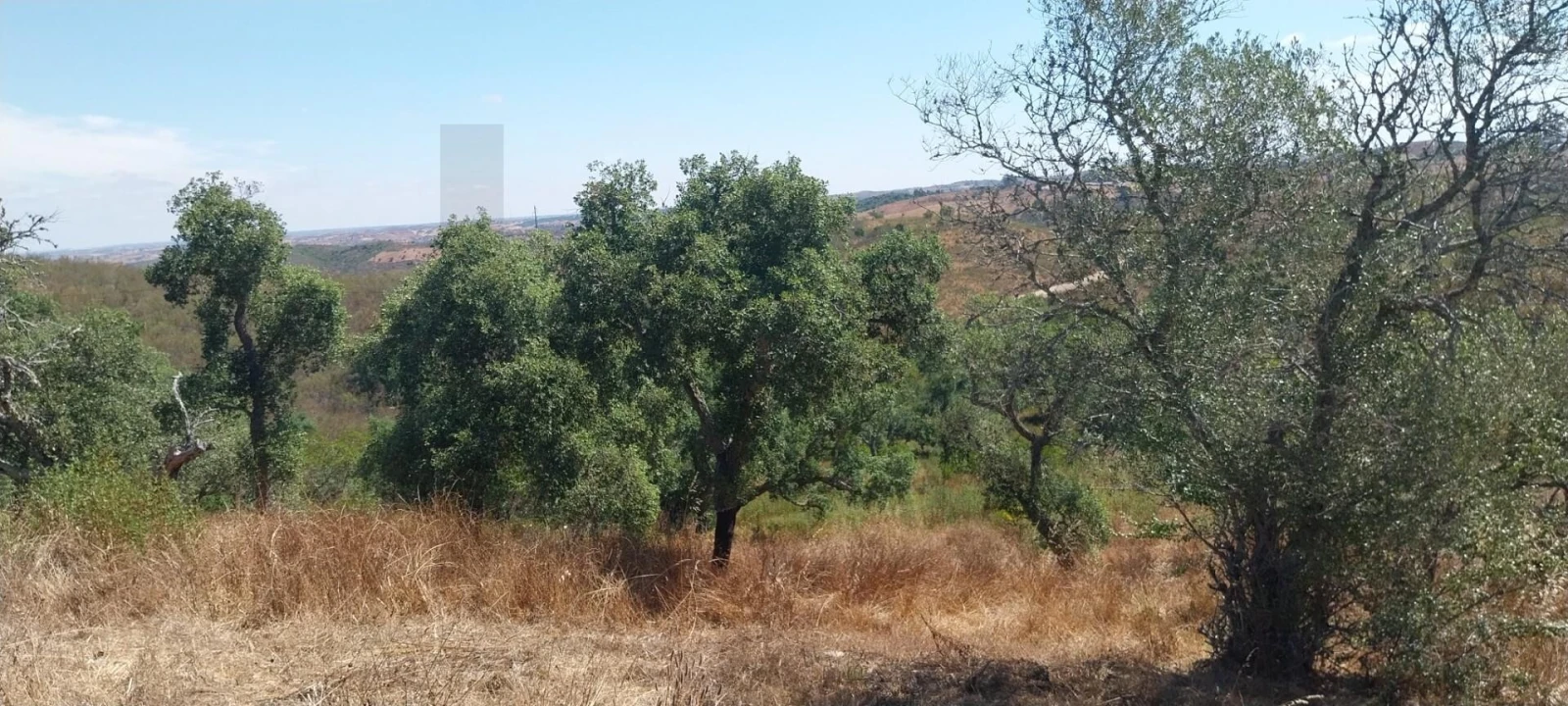 Quinta para Venda em Santana da Serra Foto 7