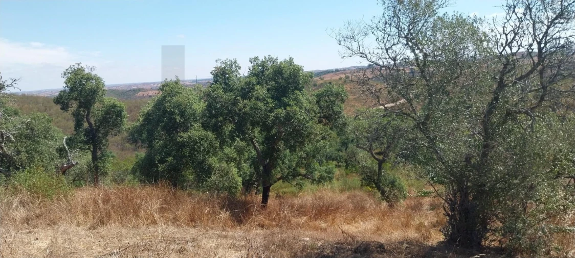 Quinta para Venda em Santana da Serra Foto 7
