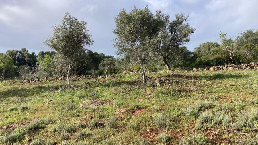 Terreno para Venda em Silves Foto 9