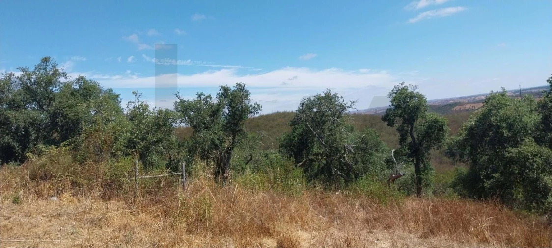 Quinta para Venda em Santana da Serra Foto 8