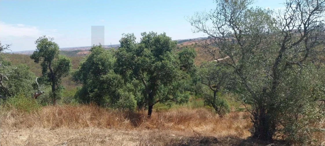 Quinta para Venda em Santana da Serra Foto 7