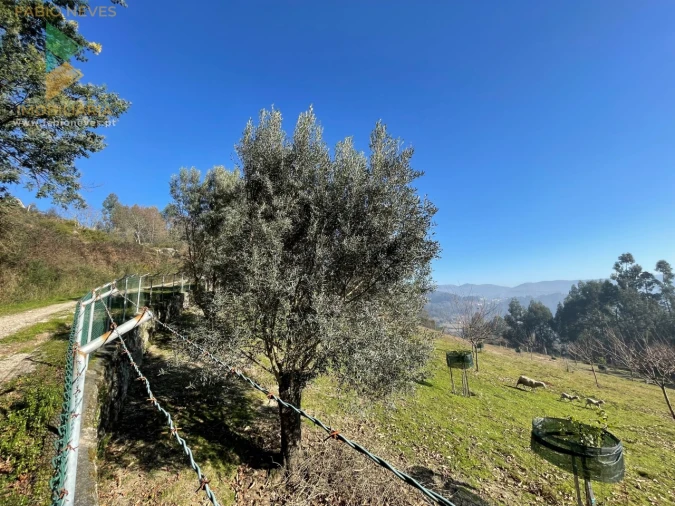 Terreno para Venda em Padreiro (Salvador e Santa Cristina) Foto 7