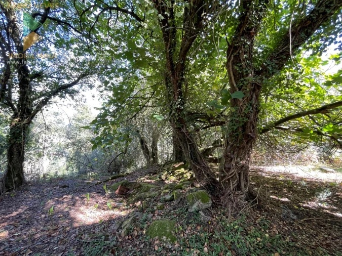 Quinta para Venda em Montaria Foto 15