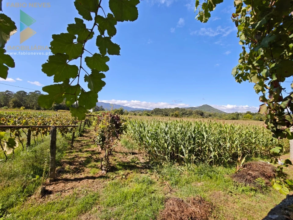 Quinta T5 para Venda em Correlhã Foto 49