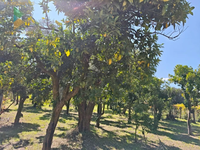 Quinta T5 para Venda em Correlhã Foto 38