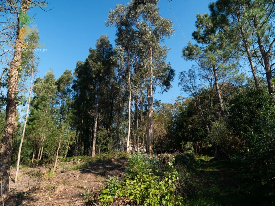 Quinta T6 para Venda em Subportela, Deocriste e Portela Susã Foto 39