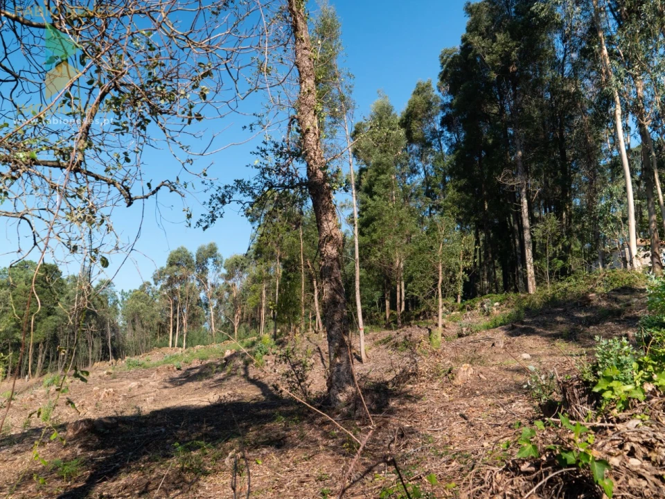 Quinta T6 para Venda em Subportela, Deocriste e Portela Susã Foto 40