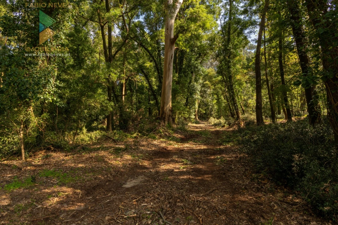 Quinta T8 para Venda em Subportela, Deocriste e Portela Susã Foto 47
