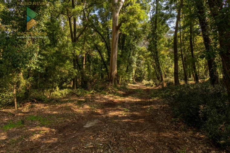 Quinta T8 para Venda em Subportela, Deocriste e Portela Susã Foto 47