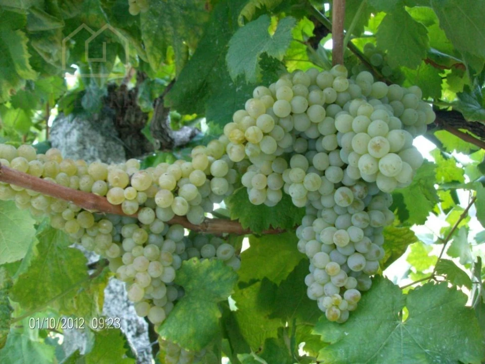 Quinta T10 para Venda em Fornos Foto 43