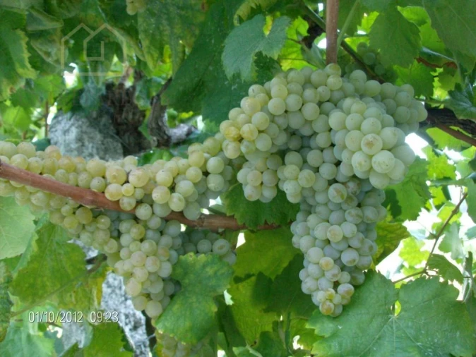 Quinta T10 para Venda em Fornos Foto 43