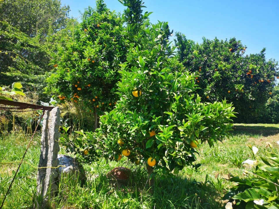 Quinta T7 para Venda em Mentrestido Foto 21