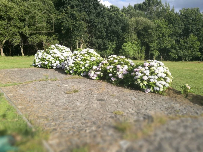 Quinta T7 para Venda em Mentrestido Foto 41