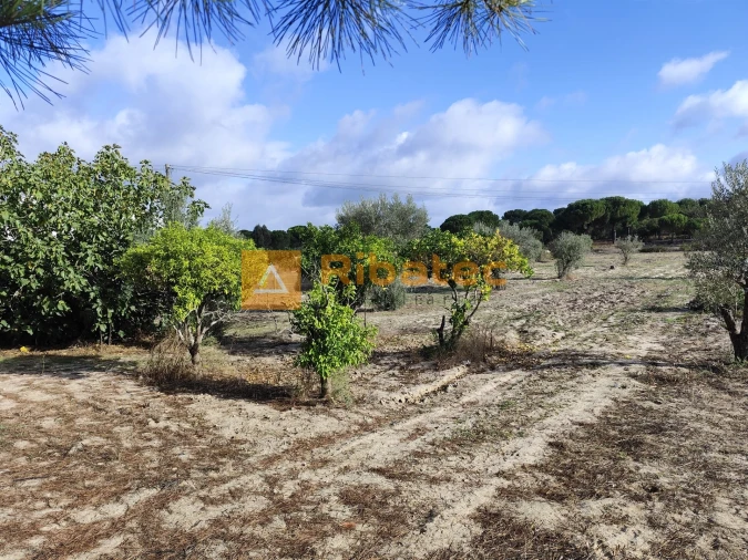 Terreno para Venda em Branca