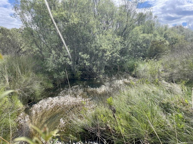 Terreno Agricola ou Rústico para Venda em Sarzedas Foto 19