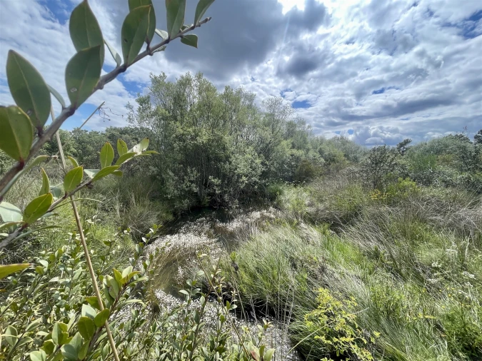 Terreno Agricola ou Rústico para Venda em Sarzedas Foto 16