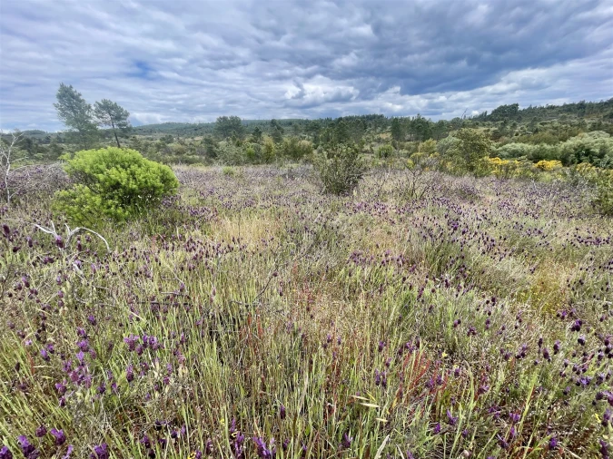 Terreno Agricola ou Rústico para Venda em Sarzedas Foto 12