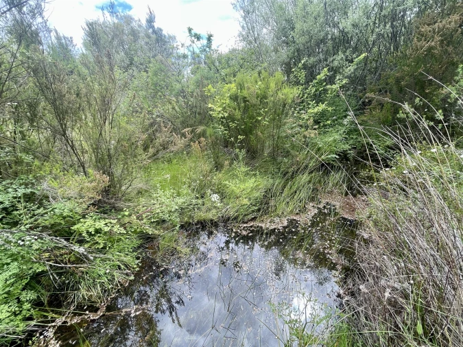 Terreno Agricola ou Rústico para Venda em Sarzedas Foto 2