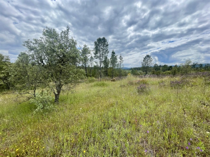 Terreno Agricola ou Rústico para Venda em Sarzedas Foto 11